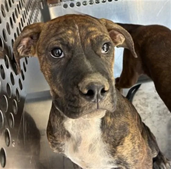 A baby large-sized male Pit Bull Terrier dog named Coin for adoption in Mesa, AZ