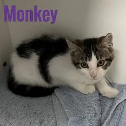 Monkey