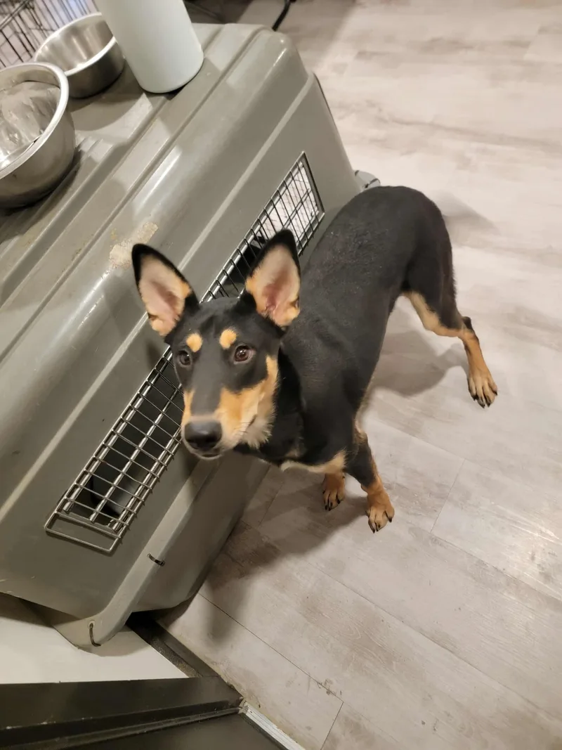 Tito  The Smooth thumbnail 4