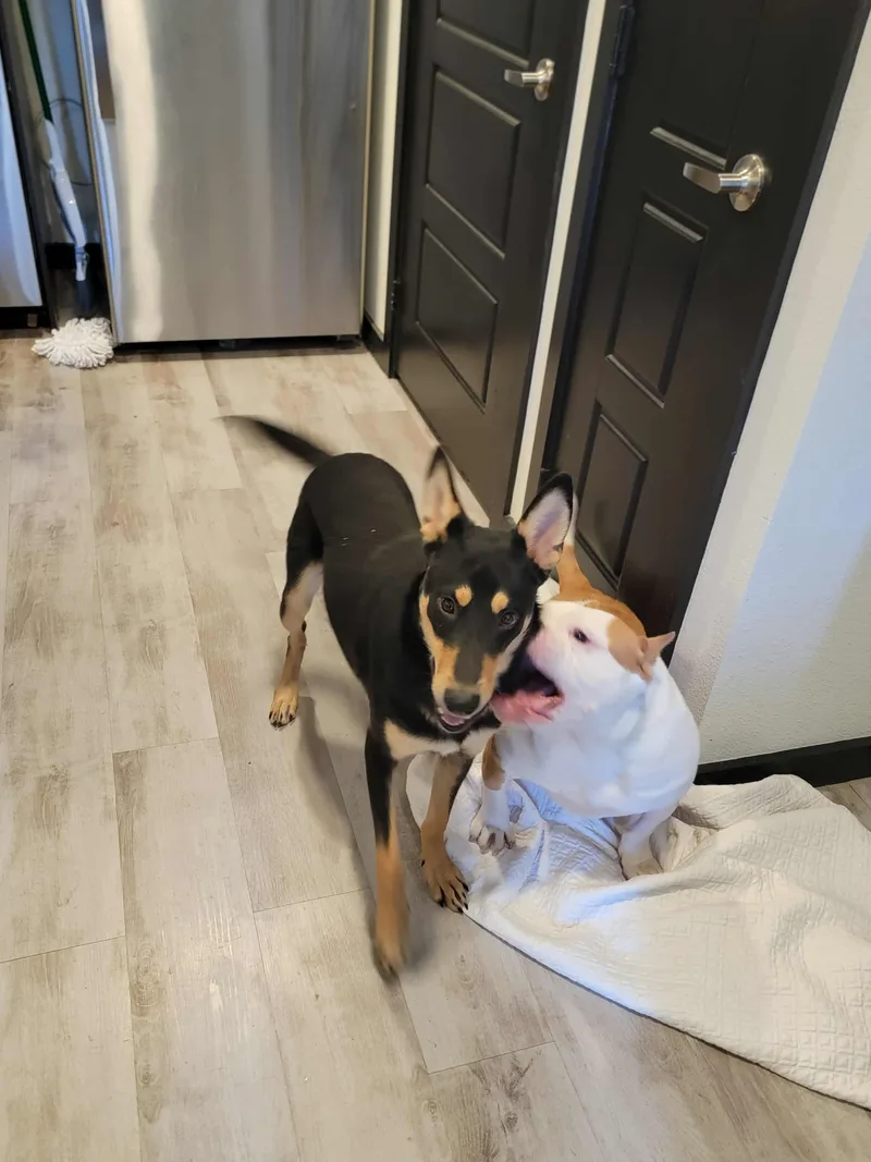 Tito  The Smooth thumbnail 6