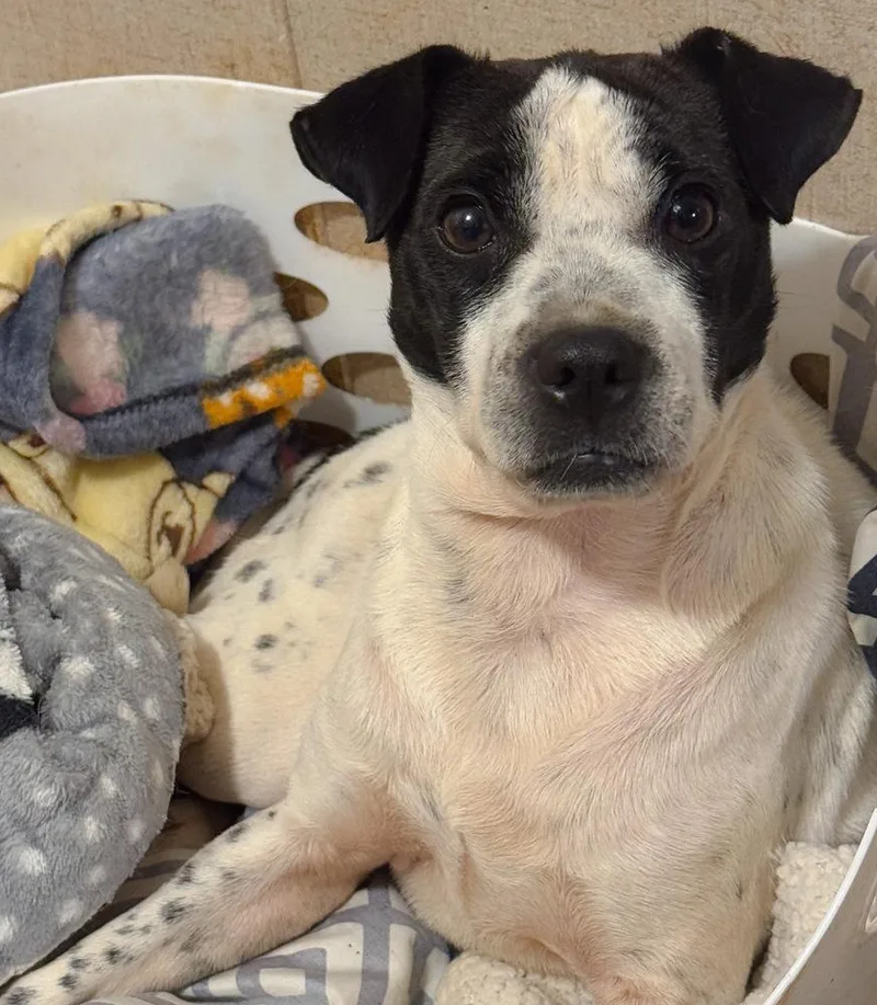 An adult small-sized female Tricolor (Brown, Black, & White) Boston Terrier dog named Angel for adoption in Troy, AL
