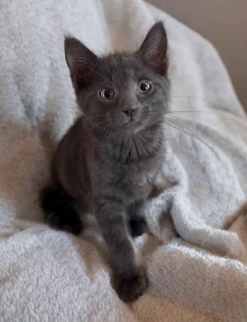 A baby medium-sized male Gray / Blue / Silver Domestic Short Hair cat named Colby for adoption in Pawleys Island, SC