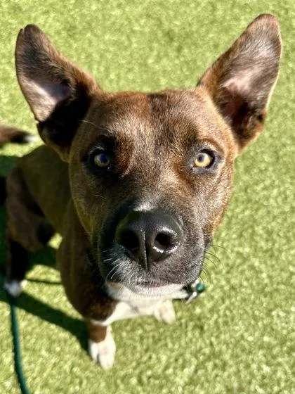 A young large-sized male Brown / Chocolate Mixed Breed dog named Roger the Dog for adoption in Wichita, KS