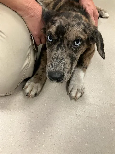 A young small-sized female Australian Shepherd dog named Gwen for adoption in Plymouth, MN