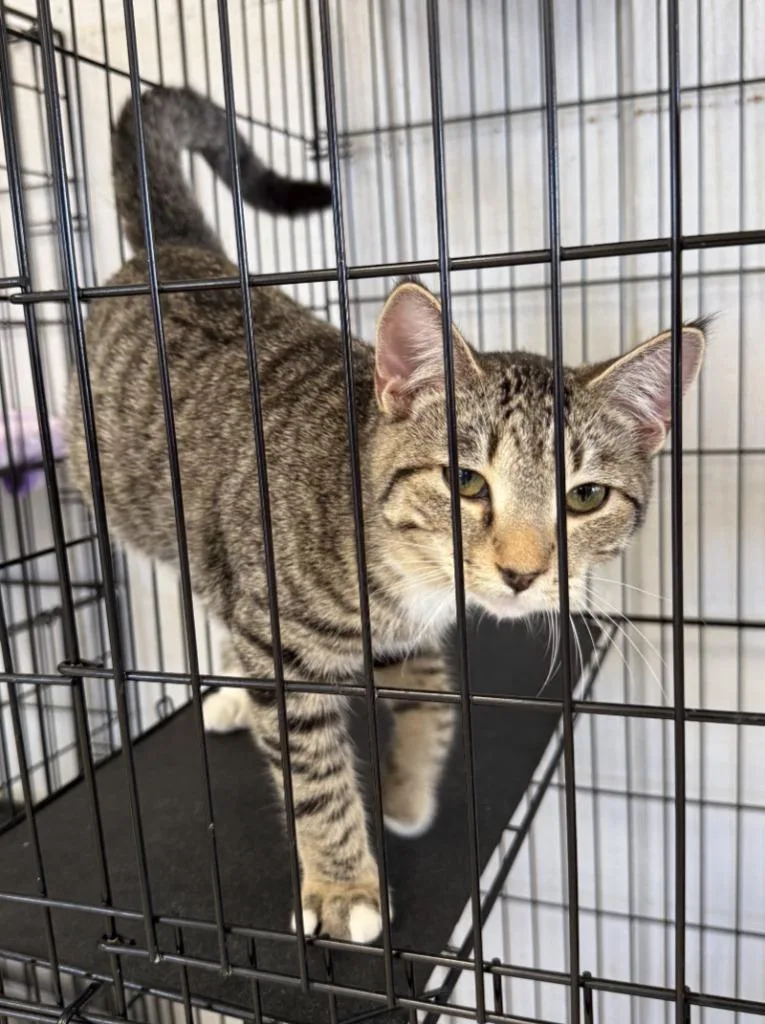 A baby small-sized male Domestic Short Hair cat named Sal for adoption in Lemoore, CA