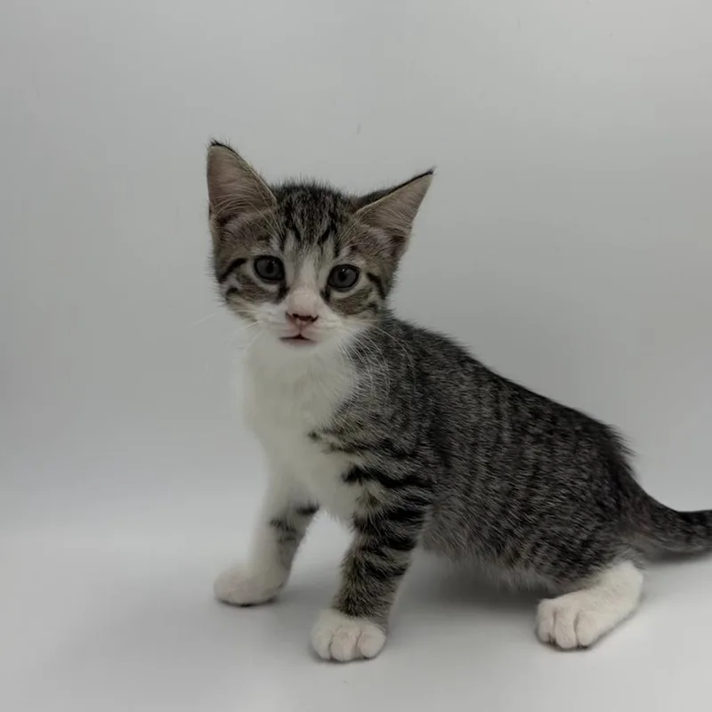 A baby medium-sized male Domestic Short Hair cat named Wilmer for adoption in State College, PA