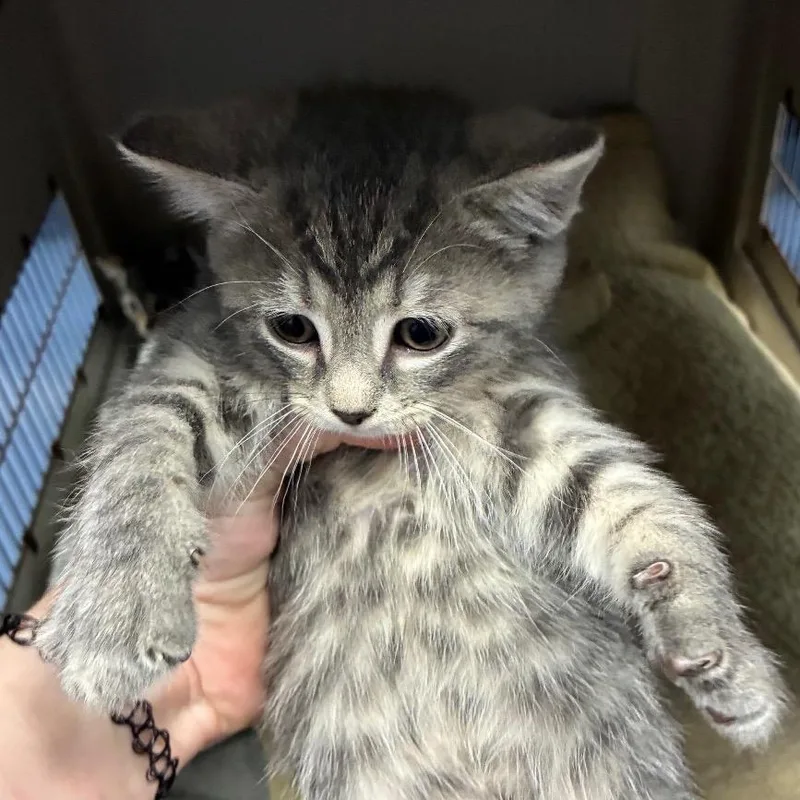 A baby small-sized male Gray / Blue / Silver Domestic Short Hair cat named Shoebill for adoption in Greensboro, NC
