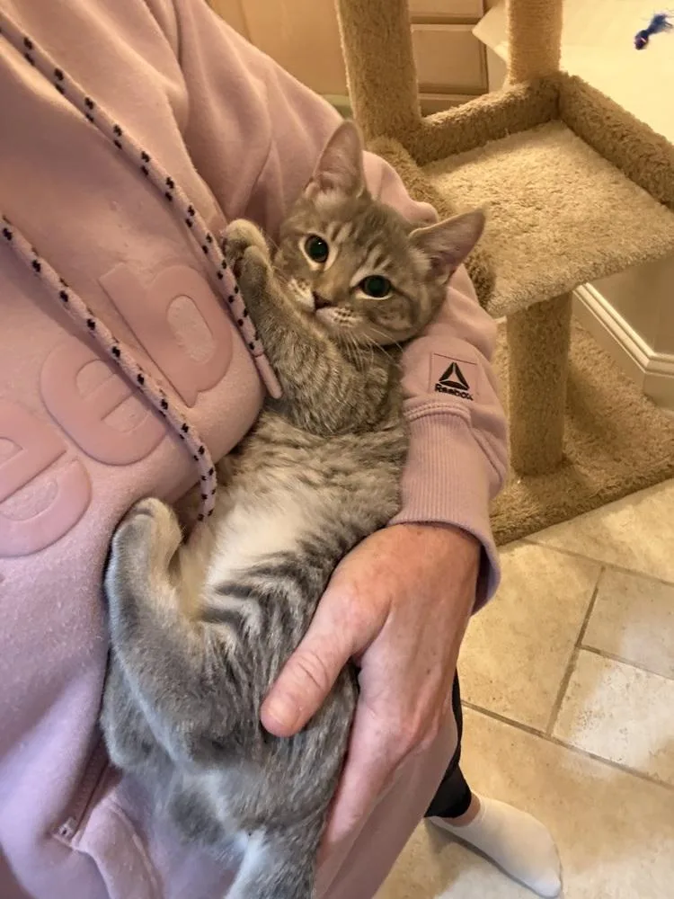 A baby small-sized male Domestic Short Hair cat named Shimmer for adoption in Dallas, TX
