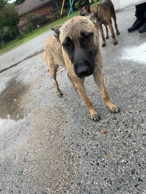 A young large-sized female Belgian Shepherd / Malinois dog named Maya for adoption in Dallas, TX