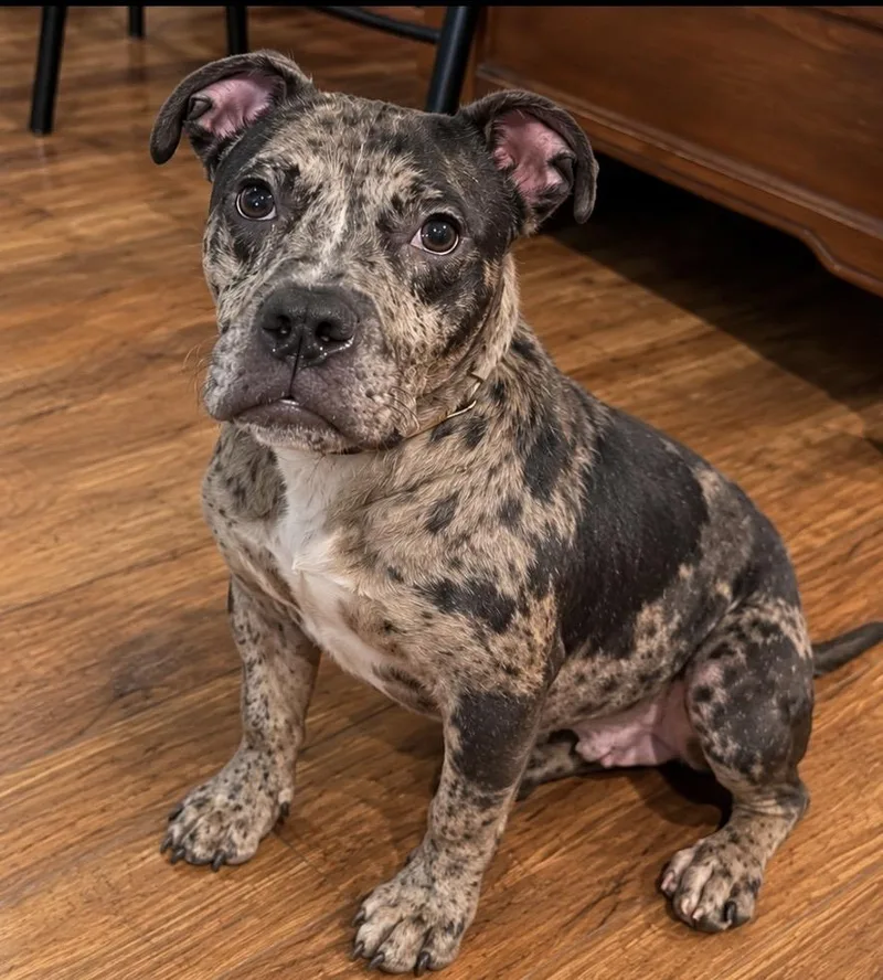 An adult medium-sized male Mixed Breed dog named Galaxy for adoption in Pelham, NH