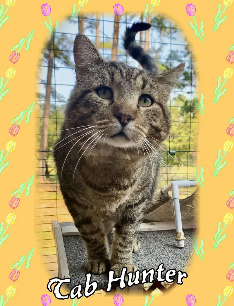 Tab Hunter thumbnail 3