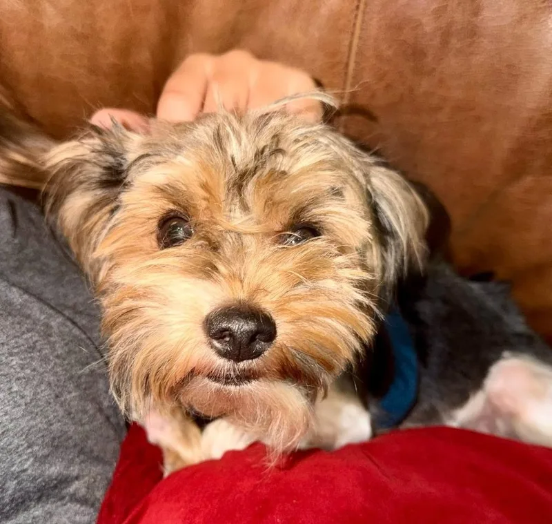 An adult medium-sized male Yorkshire Terrier dog named Riley for adoption in Palm City, FL