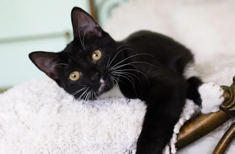 A baby medium-sized female Black Domestic Short Hair cat named Violette for adoption in Charlotte, NC