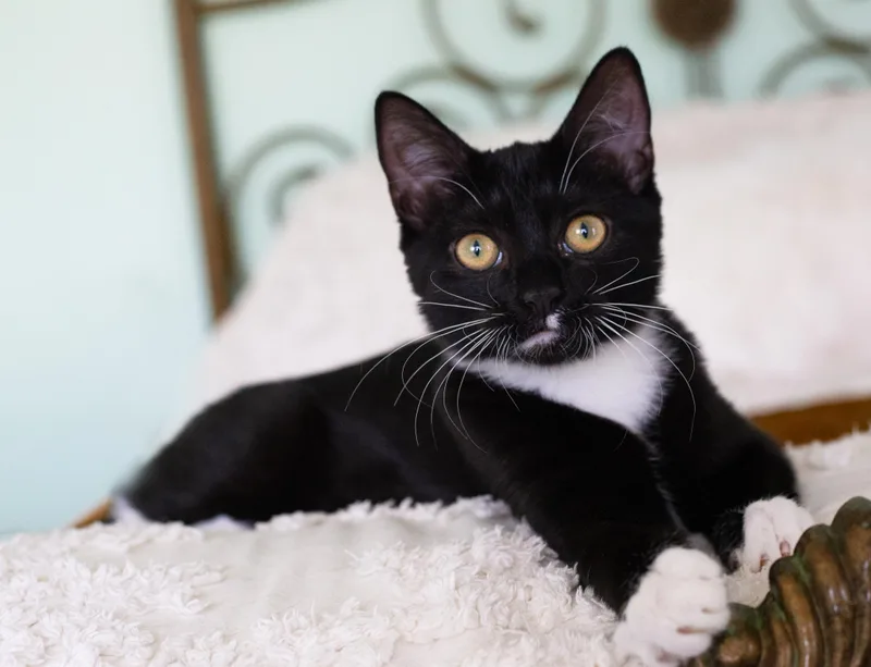 Violette thumbnail 2