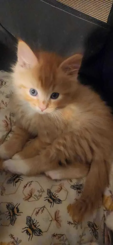 A baby medium-sized male Tabby (Orange / Red) Domestic Medium Hair cat named Flame for adoption in North Brunswick, NJ