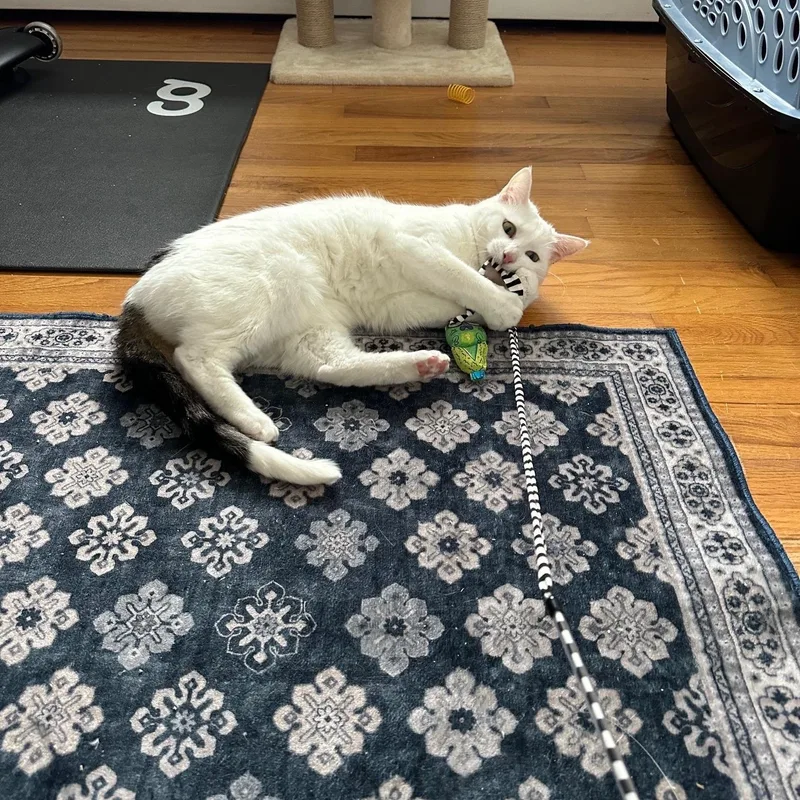 Piper + Penelope thumbnail 2