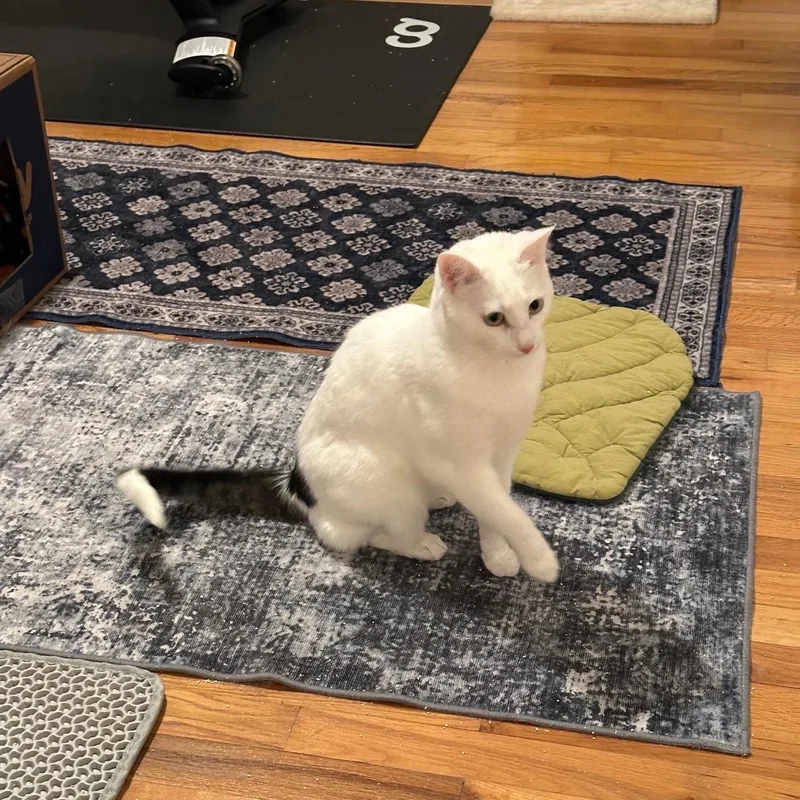 Piper + Penelope thumbnail 3