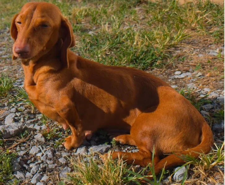 Rosie in TN thumbnail 3