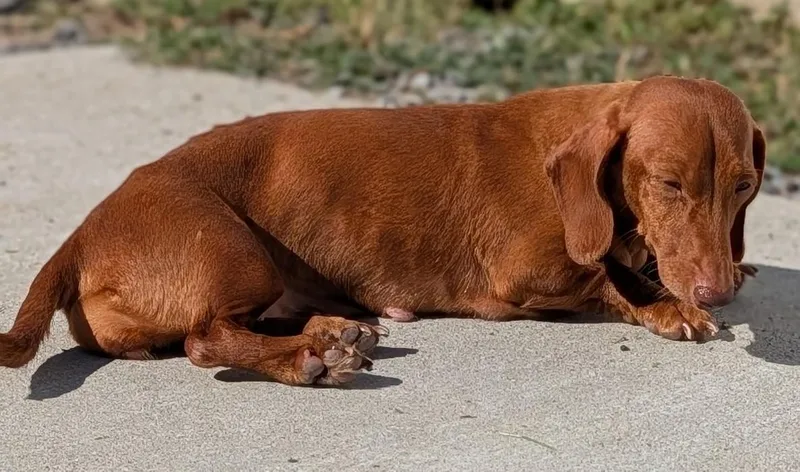 Rosie in TN thumbnail 4