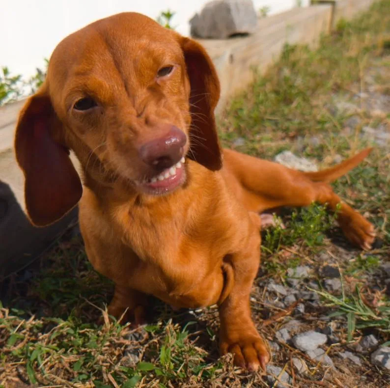 Rosie in TN thumbnail 6