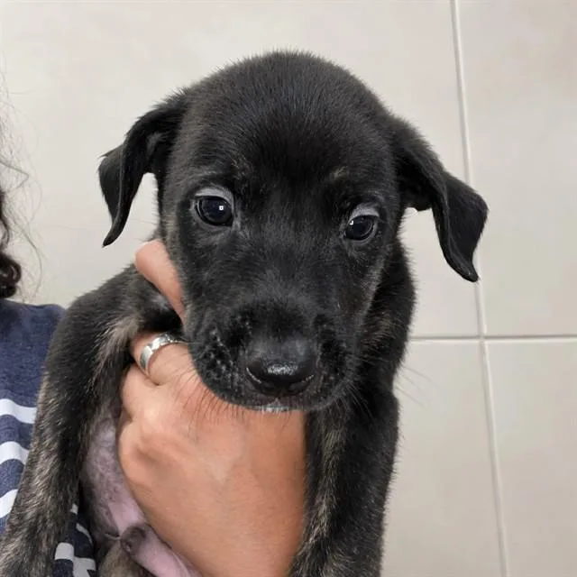 A baby small-sized male Labrador Retriever dog named Marten for adoption in Palo Alto, CA