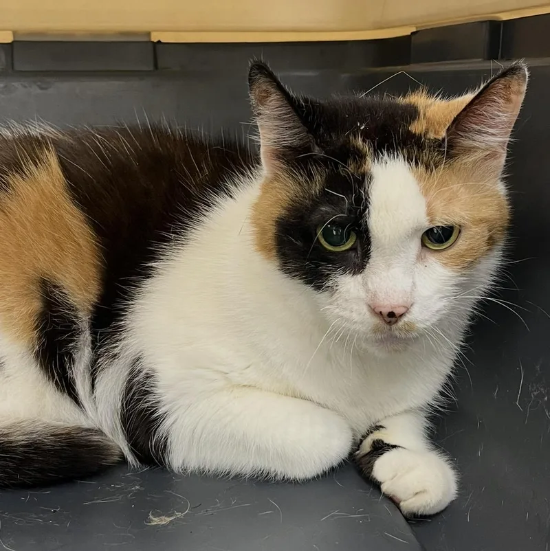 A senior medium-sized female Calico Domestic Short Hair cat named Scarlett for adoption in Mendham, NJ