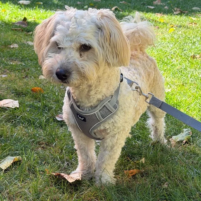 A young small-sized male Apricot / Beige Miniature Poodle dog named Mr. Happy Buster for adoption in Ridgefield, WA