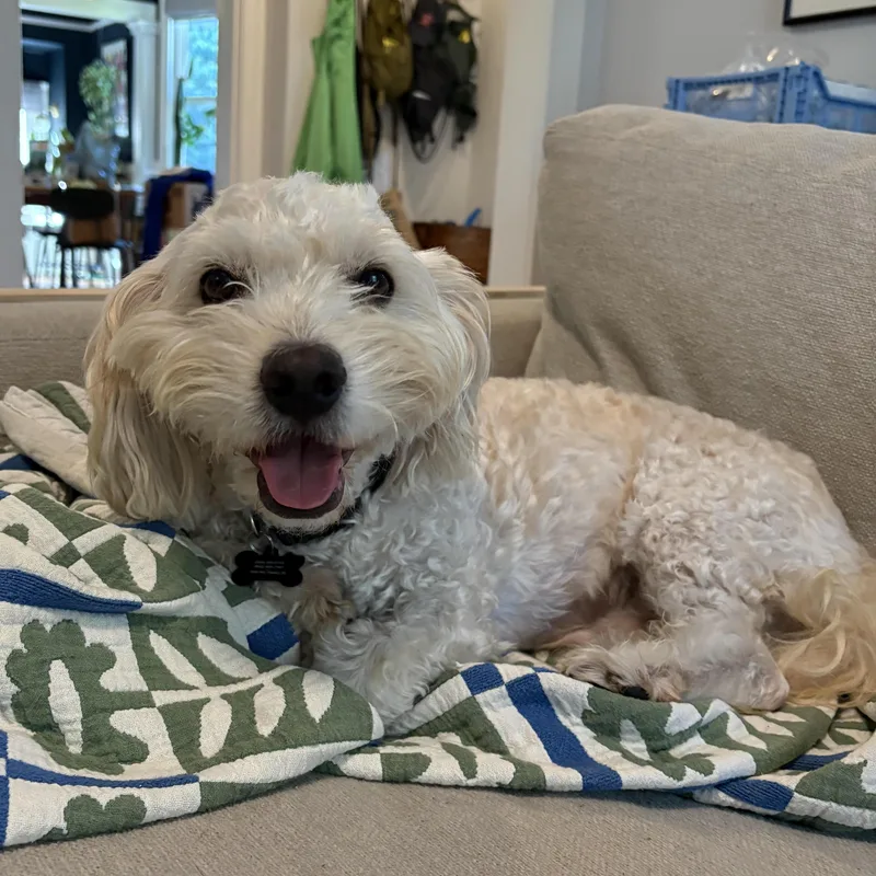 Mr. Happy Buster thumbnail 3