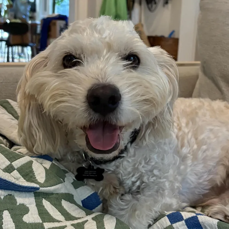 Mr. Happy Buster thumbnail 5