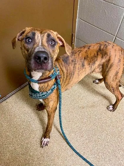 An adult large-sized female Mixed Breed dog named Peach for adoption in Munster, IN