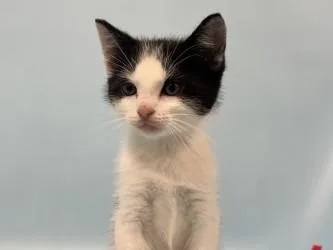 A baby small-sized female Domestic Short Hair cat named One Direction for adoption in Golden Valley, MN