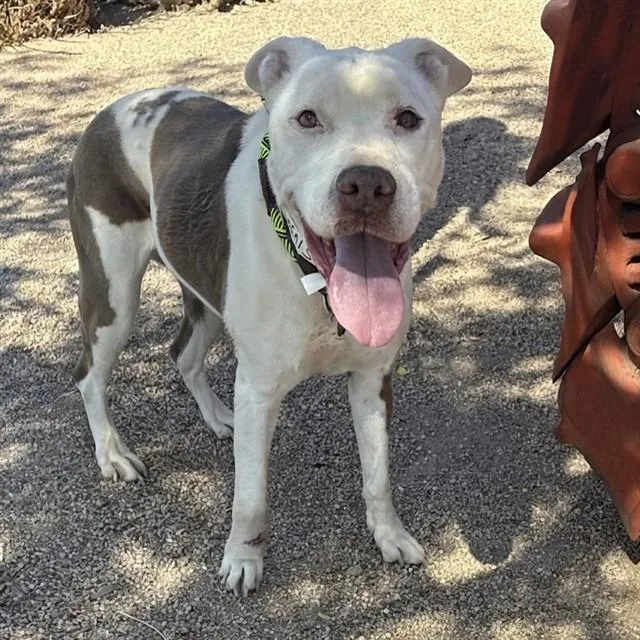 An adult large-sized female Pit Bull Terrier dog named Loop Loop for adoption in Phoenix, AZ