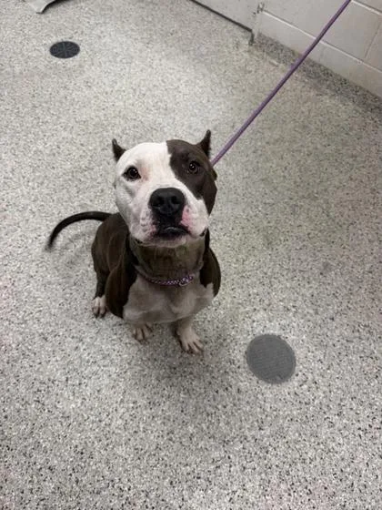 An adult large-sized male Gray / Blue / Silver Pit Bull Terrier dog named Sizzle for adoption in Kansas City, MO