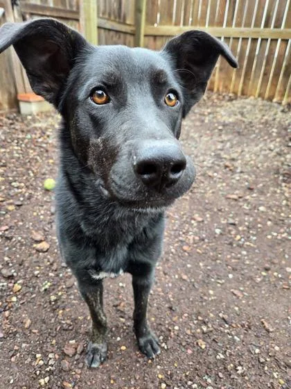 Saturn `violet` thumbnail 2