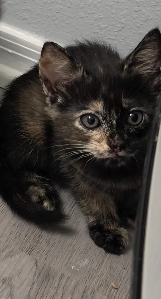 A baby medium-sized female Domestic Short Hair cat named Zenith for adoption in Tampa, FL