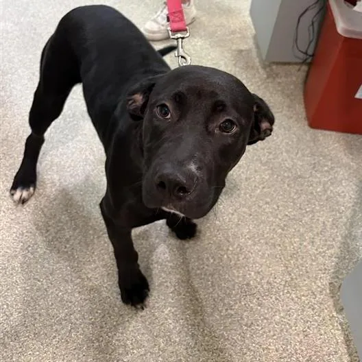 An adult medium-sized female Black Mixed Breed dog named Maya for adoption in Jacksonville, FL
