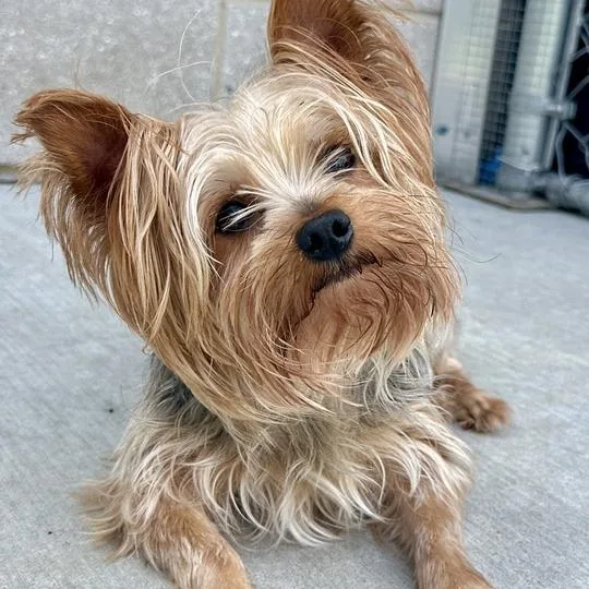 An adult small-sized male Gray / Blue / Silver Yorkshire Terrier dog named Cozmo for adoption in Matteson, IL