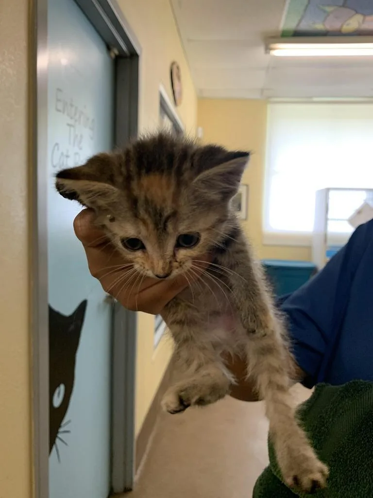 A baby medium-sized female Domestic Short Hair cat named Pomegranateโ
for adoption in Florence, SC