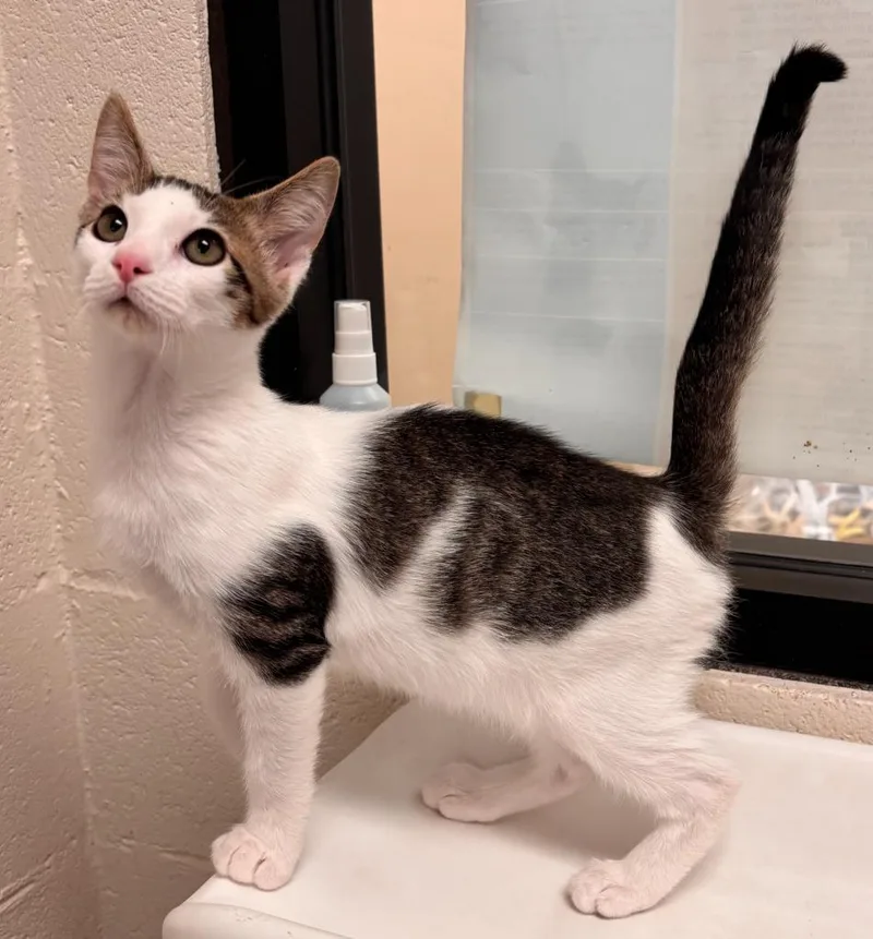 A baby medium-sized male Domestic Short Hair cat named River for adoption in Madison, GA