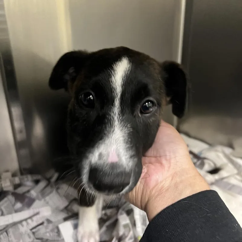 A baby small-sized female Brindle Pit Bull Terrier dog named Judy for adoption in Galveston, TX