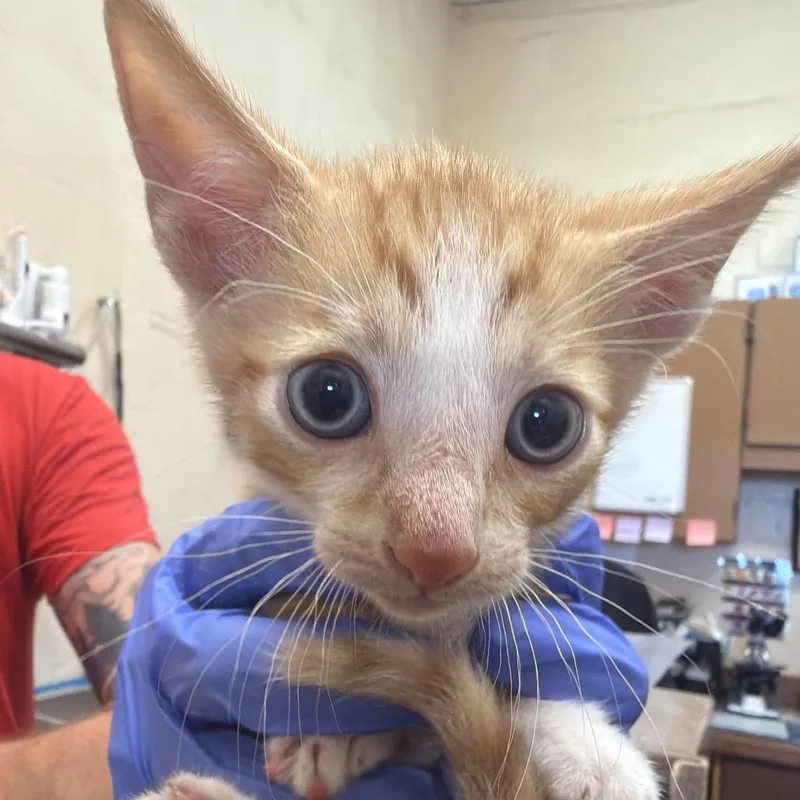 A baby small-sized male Orange / Red Domestic Short Hair cat named Sherbet for adoption in Birmingham, AL