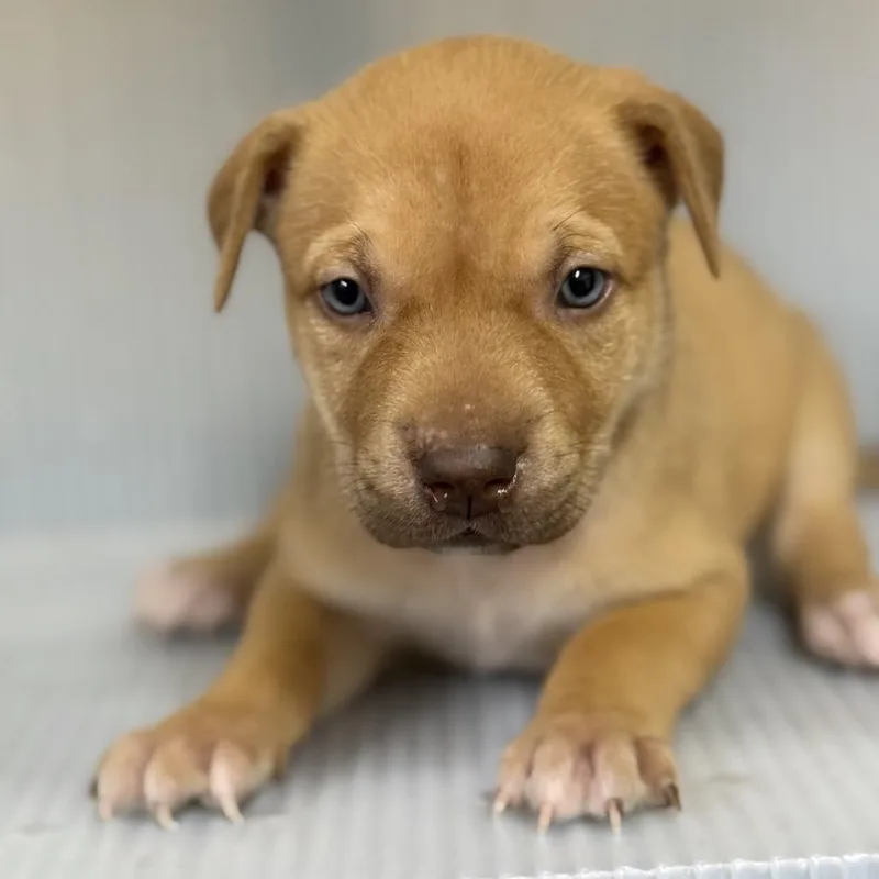 A baby small-sized female White / Cream Mixed Breed dog named Harper for adoption in Norman, OK