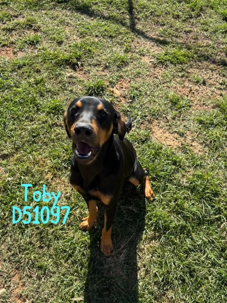 Toby thumbnail 4