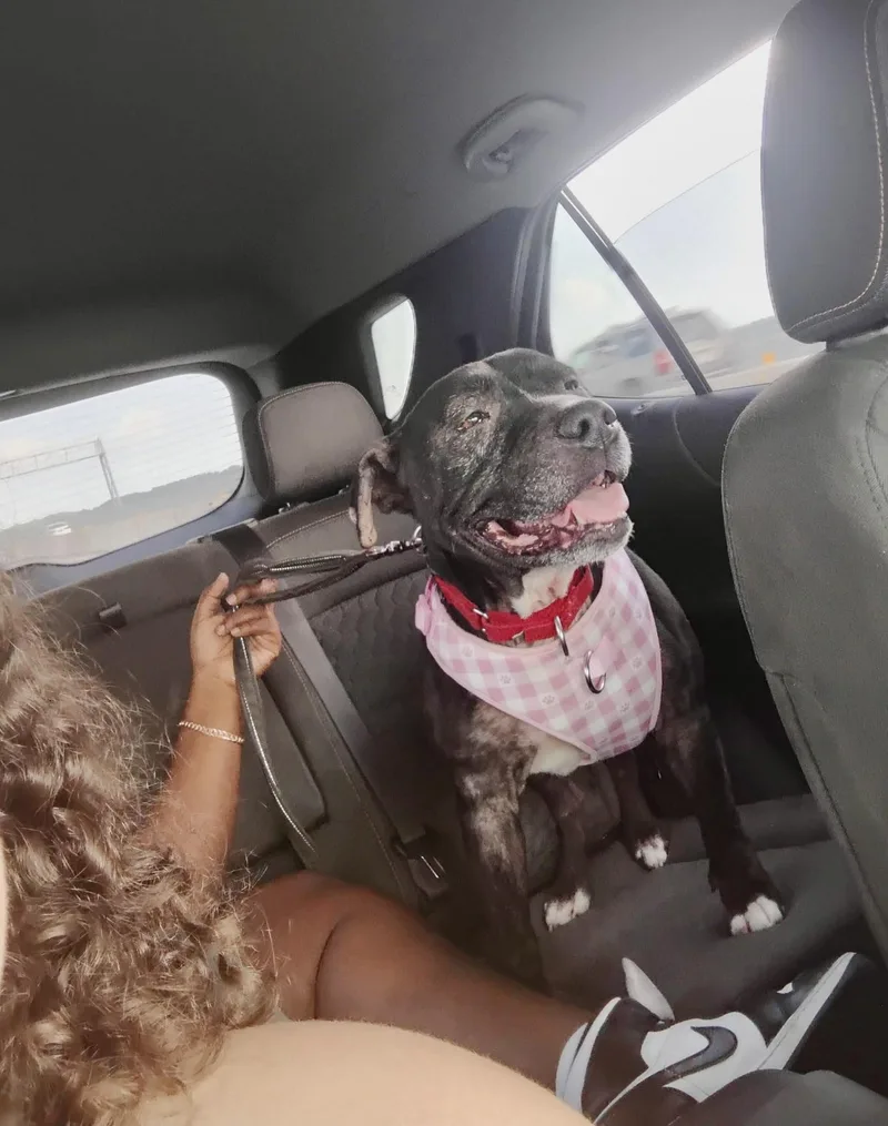 A young medium-sized female Black Pit Bull Terrier dog named Star for adoption in Lacon, IL