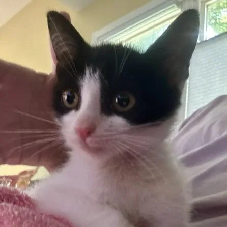 A baby small-sized male Domestic Short Hair cat named Sailor for adoption in Cumming, GA