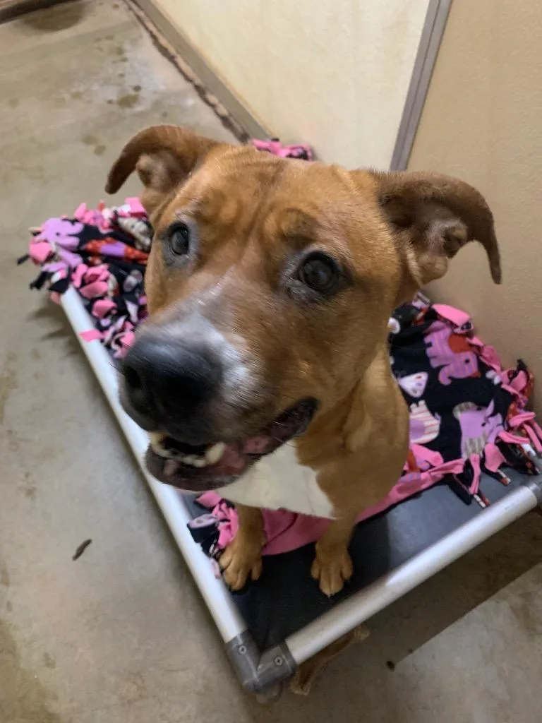 An adult large-sized female American Staffordshire Terrier dog named Bear for adoption in Tucumcari, NM