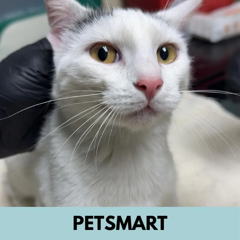 A young medium-sized female White Domestic Short Hair cat named Sky for adoption in Lakewood, CO