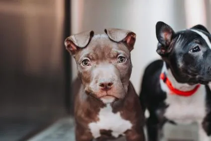 A baby small-sized male American Staffordshire Terrier dog named a Rupert for adoption in North Charleston, SC