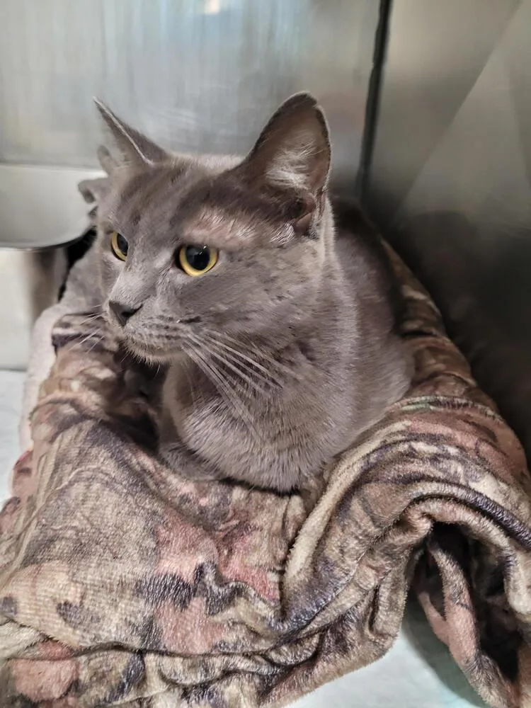 An adult small-sized female Gray / Blue / Silver Domestic Short Hair cat named Trinity for adoption in Linton, IN