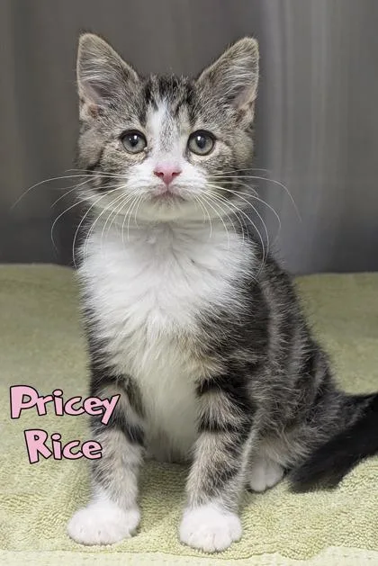 A baby small-sized female Domestic Short Hair cat named Pricey Rice for adoption in Mason, MI